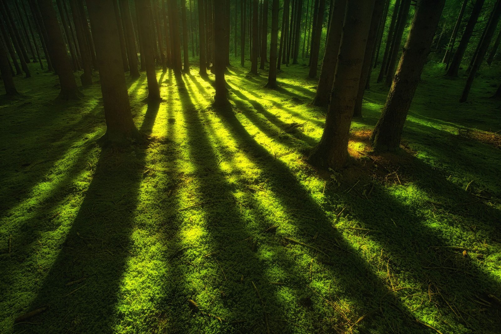 Young trees being planted as part of sustainable forestry
